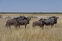 216 Etosha NP, gnoe